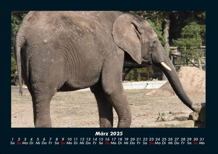 Produktbild: Der Elefantenkalender 2025 Fotokalender DIN A4