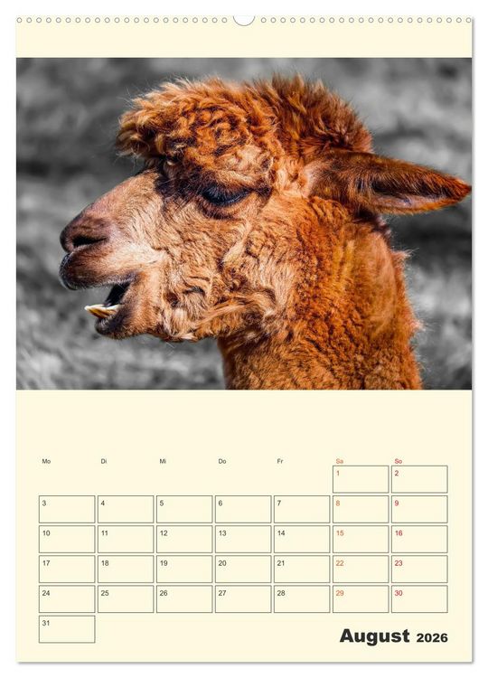 Produktbild: Putzige Alpakas (hochwertiger Premium Wandkalender 2026 DIN A2 hoch), Kunstdruck in Hochglanz