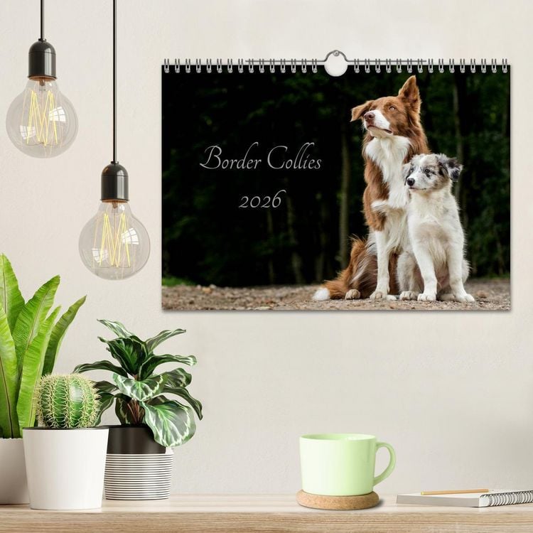 Produktbild: Border Collies 2026 (Wandkalender 2026 DIN A4 quer), CALVENDO Monatskalender