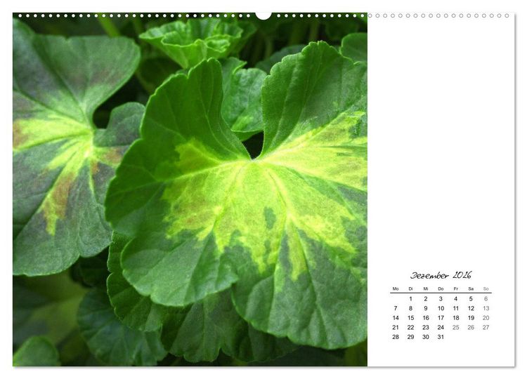 Produktbild: Blattkunst (hochwertiger Premium Wandkalender 2026 DIN A2 quer), Kunstdruck in Hochglanz