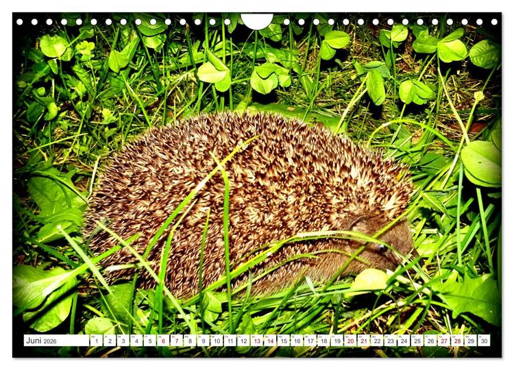 Produktbild: Mein Haus-Igel (Wandkalender 2026 DIN A4 quer), CALVENDO Monatskalender
