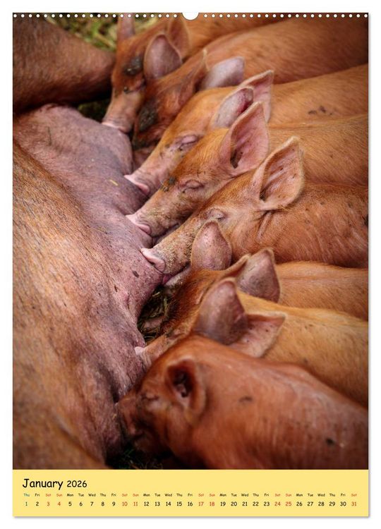 Produktbild: Just Pigs (High Quality Premium Wall Calendar 2026 DIN A2 portrait),CALVENDO 12 Month Wall Calendar