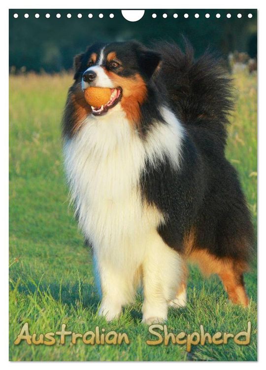 Produktbild: Australian Shepherd (Wandkalender 2026 DIN A4 hoch), CALVENDO Monatskalender