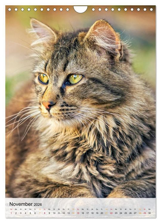 Produktbild: Katzen - s&uuml;&szlig; und kuschelig (Wandkalender 2026 DIN A4 hoch), CALVENDO Monatskalender