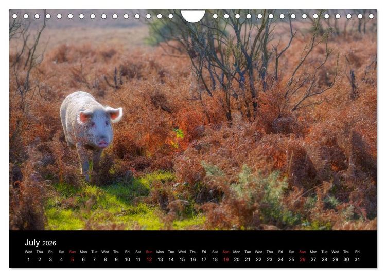 Produktbild: New Forest Hampshire (Wall Calendar 2026 DIN A4 landscape), CALVENDO 12 Month Wall Calendar