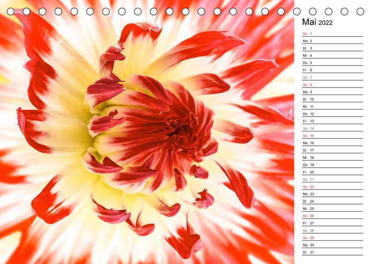 Produktbild: Bl&uuml;hende Dahlien (Tischkalender 2022 DIN A5 quer)