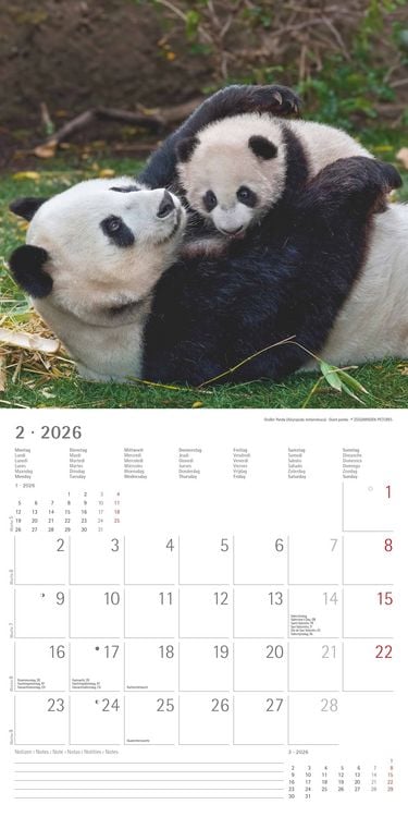 Produktbild: Tierbabys 2026 - Broschürenkalender 30x30 cm (30x60 geöffnet) - Kalender mit Platz für Notizen - Baby Animals - Bildkalender - Wandplaner - Alpha Edit