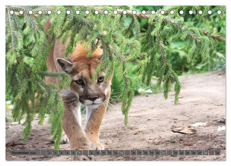 Produktbild: Wildtiere Nordamerikas (Tischkalender 2026 DIN A5 quer), CALVENDO Monatskalender