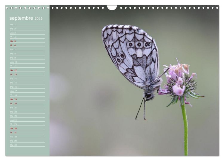 Produktbild: Merveilleux papillons (Calendrier mural 2026 DIN A3 vertical), CALVENDO calendrier mensuel