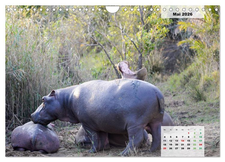 Produktbild: Nilpferde, Kolosse im Wasser (Wandkalender 2026 DIN A4 quer), CALVENDO Monatskalender