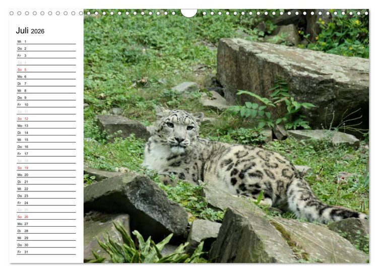 Produktbild: Der Schneeleopard (Wandkalender 2026 DIN A3 quer), CALVENDO Monatskalender