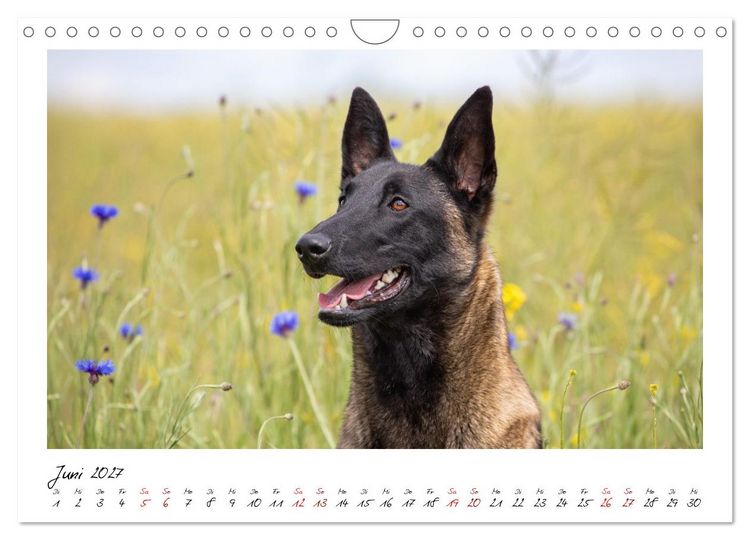 Produktbild: Malinois - Seelen aus Feuer (Wandkalender 2027 DIN A4 quer), CALVENDO Monatskalender