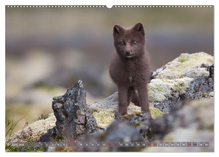 Produktbild: Polarfuchs-Welpen (Wandkalender 2026 DIN A2 quer), CALVENDO Monatskalender
