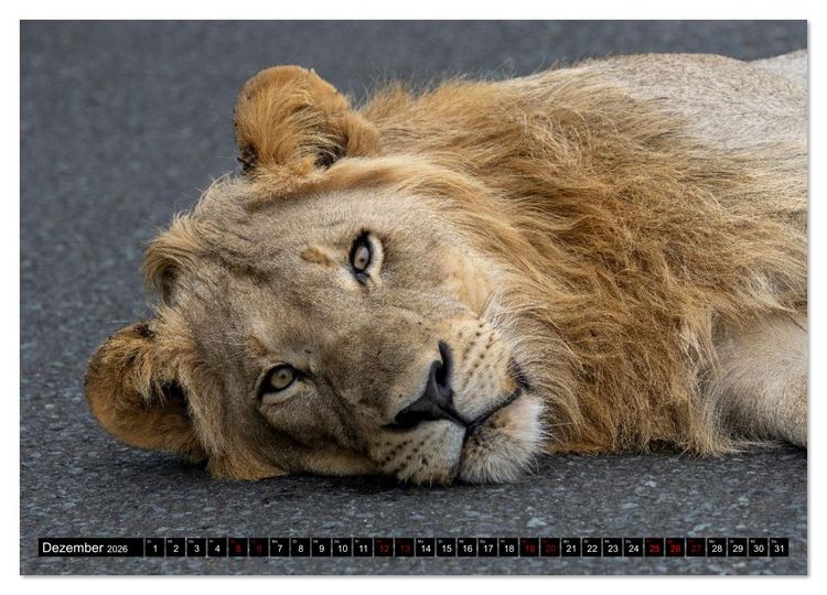 Produktbild: L&ouml;wen in Botswana und S&uuml;dafrika (Wandkalender 2026 DIN A3 quer), CALVENDO Monatskalender