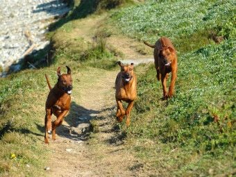 Produktbild: CALVENDO Puzzle Ein Motiv aus dem Kalender Rhodesian Ridgebacks in Aktion | 1000 Teile Lege-Gr&ouml;&szlig;e 64x48cm Foto-Puzzle f&uuml;r gl&uuml;ckliche Stunden
