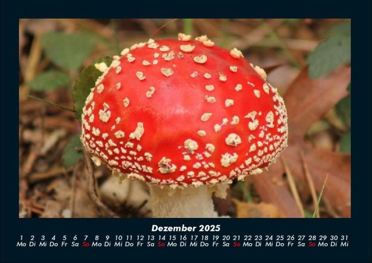 Produktbild: Pilzkalender 2025 Fotokalender DIN A4