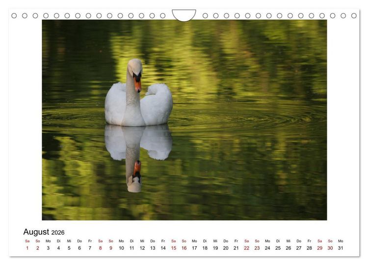 Produktbild: Nymphenburger Park (Wandkalender 2026 DIN A4 quer), CALVENDO Monatskalender