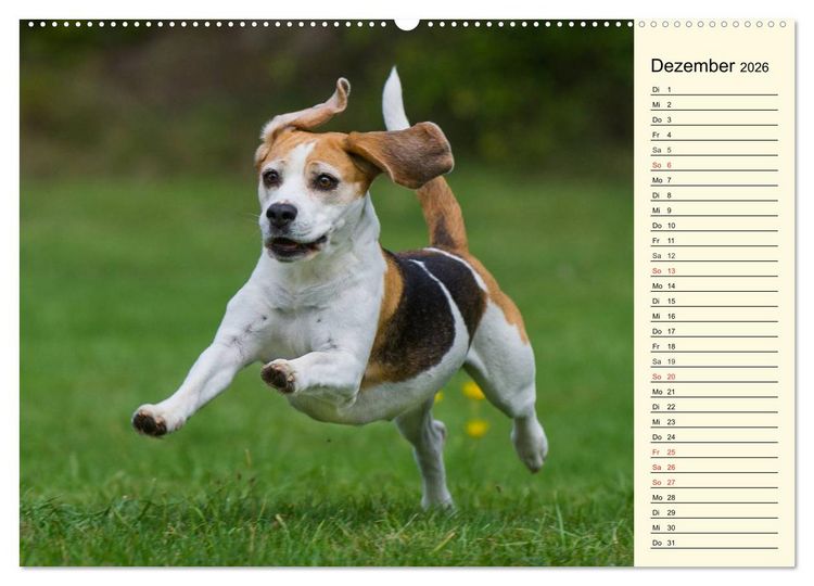 Produktbild: Beagle - Herz auf 4 Pfoten (hochwertiger Premium Wandkalender 2026 DIN A2 quer), Kunstdruck in Hochglanz