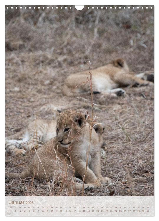 Produktbild: L&ouml;wen in Sabi Sands (Wandkalender 2026 DIN A3 hoch), CALVENDO Monatskalender