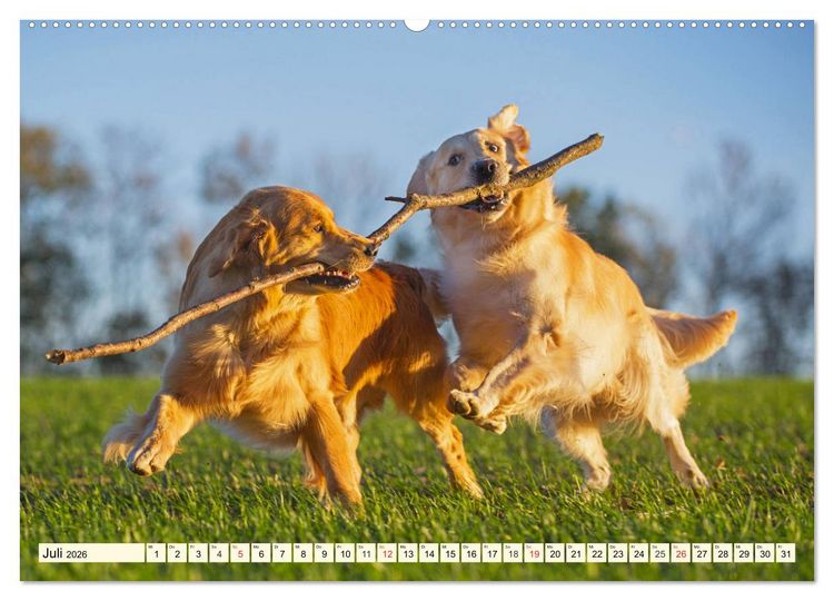 Produktbild: Golden Retriever - Freunde auf 4 Pfoten (Wandkalender 2026 DIN A2 quer), CALVENDO Monatskalender