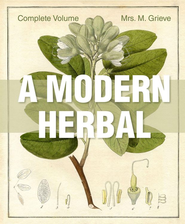 Produktbild: A Modern Herbal