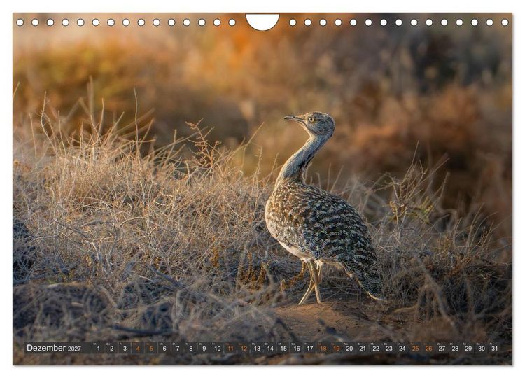 Produktbild: Die sch&ouml;nsten Brutv&ouml;gel Lanzarotes (Wandkalender 2027 DIN A4 quer), CALVENDO Monatskalender