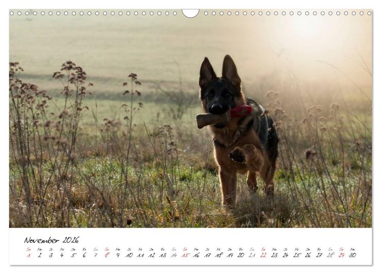 Produktbild: Junge Deutsche Sch&auml;ferhunde (Wandkalender 2026 DIN A3 quer), CALVENDO Monatskalender