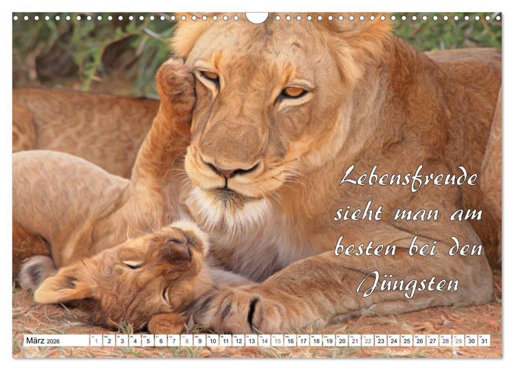 Produktbild: Tierbabies - Spruchkalender (Wandkalender 2026 DIN A3 quer), CALVENDO Monatskalender