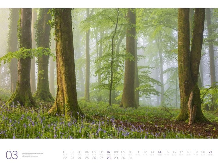 Produktbild: Wald Gallery Kalender 2027