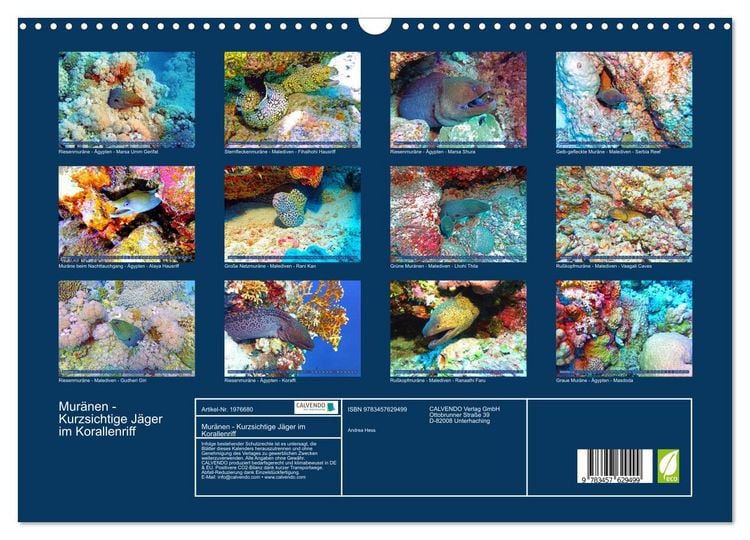 Produktbild: Mur&auml;nen - Kurzsichtige J&auml;ger im Korallenriff (Wandkalender 2026 DIN A3 quer), CALVENDO Monatskalender