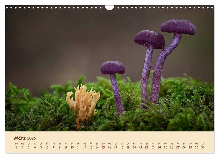 Produktbild: Pilzgalerie - Eindrucksvolle Aufnahmen von unseren heimischen Pilzen (Wandkalender 2026 DIN A3 quer), CALVENDO Monatskalender