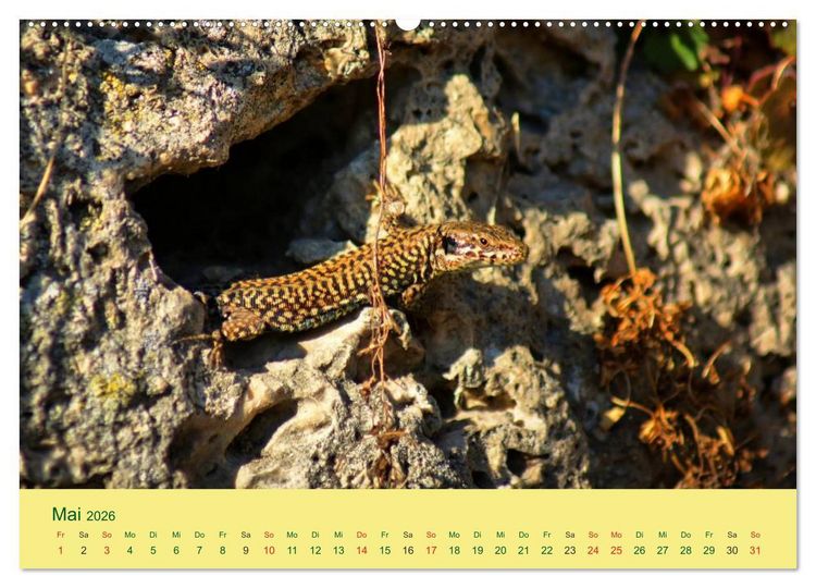 Produktbild: Flinke Eidechsen (hochwertiger Premium Wandkalender 2026 DIN A2 quer), Kunstdruck in Hochglanz