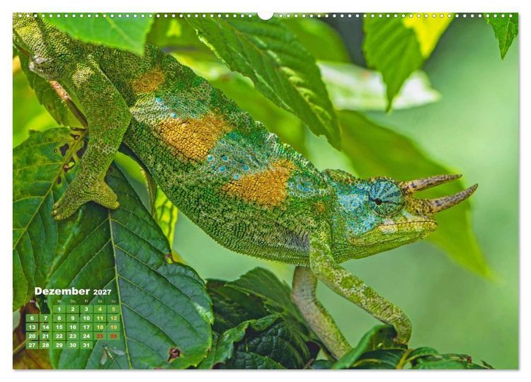 Produktbild: Cham&auml;leon: Die farbenfrohe Welt der Reptilien (Wandkalender 2027 DIN A2 quer), CALVENDO Monatskalender