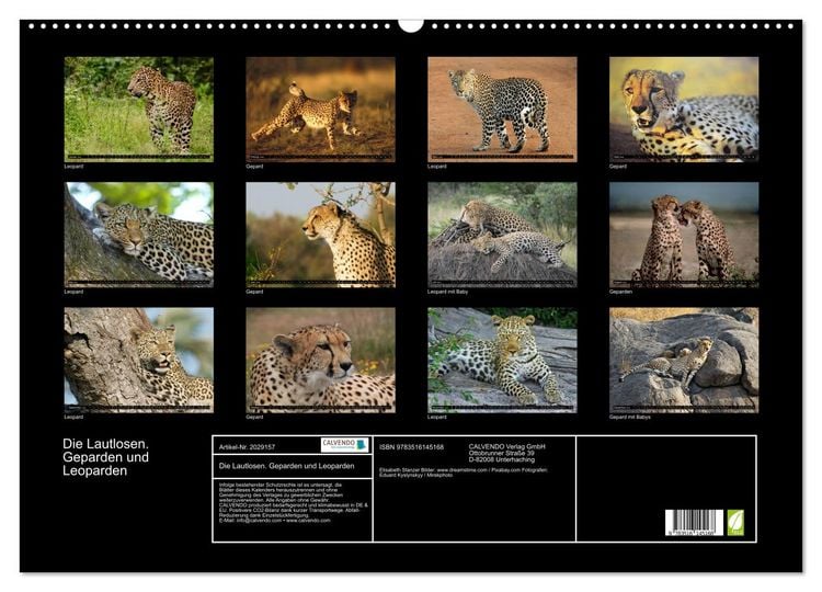 Produktbild: Die Lautlosen. Geparden und Leoparden (Wandkalender 2026 DIN A2 quer), CALVENDO Monatskalender