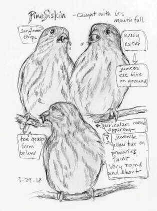Produktbild: The Backyard Bird Chronicles