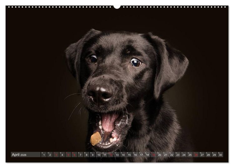 Produktbild: Fang das Leckerlie (Wandkalender 2026 DIN A2 quer), CALVENDO Monatskalender