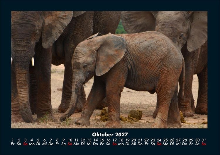 Produktbild: Der Tierkalender 2027 Fotokalender DIN A4