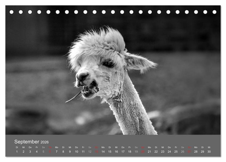 Produktbild: Tierische Augenblicke in Schwarz-Wei&szlig; (Tischkalender 2026 DIN A5 quer), CALVENDO Monatskalender