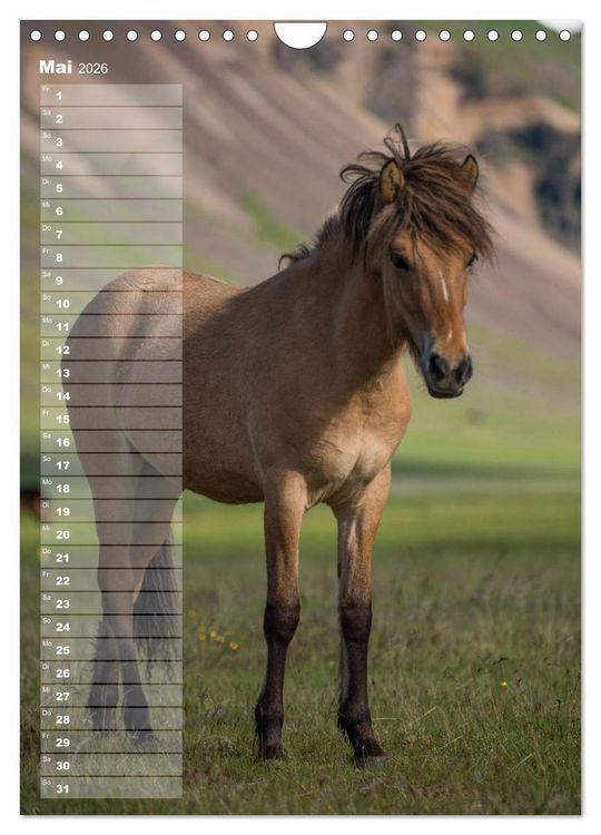 Produktbild: Mein ISLANDPFERDE Planer - Geburtstage, Hof-Feste, Turniere (Wandkalender 2026 DIN A4 hoch), CALVENDO Monatskalender