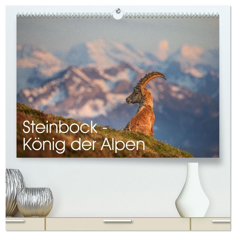Produktbild: Steinbock - K&ouml;nig der Alpen (hochwertiger Premium Wandkalender 2026 DIN A2 quer), Kunstdruck in Hochglanz