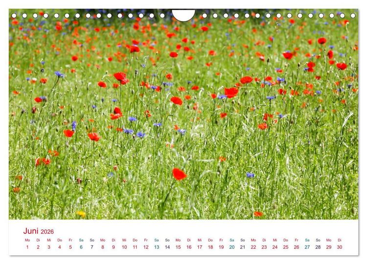 Produktbild: Mohnblumen (Wandkalender 2026 DIN A4 quer), CALVENDO Monatskalender