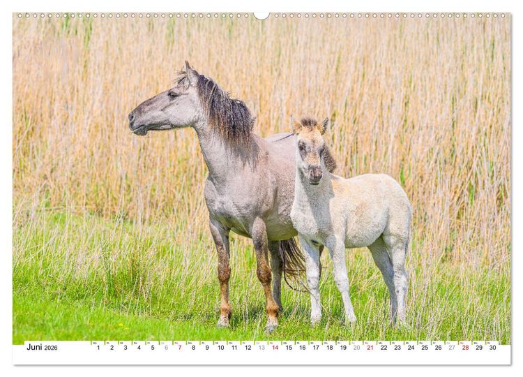 Produktbild: Ein Herz f&uuml;r Wildpferde (hochwertiger Premium Wandkalender 2026 DIN A2 quer), Kunstdruck in Hochglanz