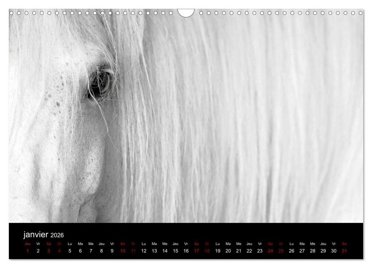Produktbild: Les chevaux du Maroc (Calendrier mural 2026 DIN A3 vertical), CALVENDO calendrier mensuel