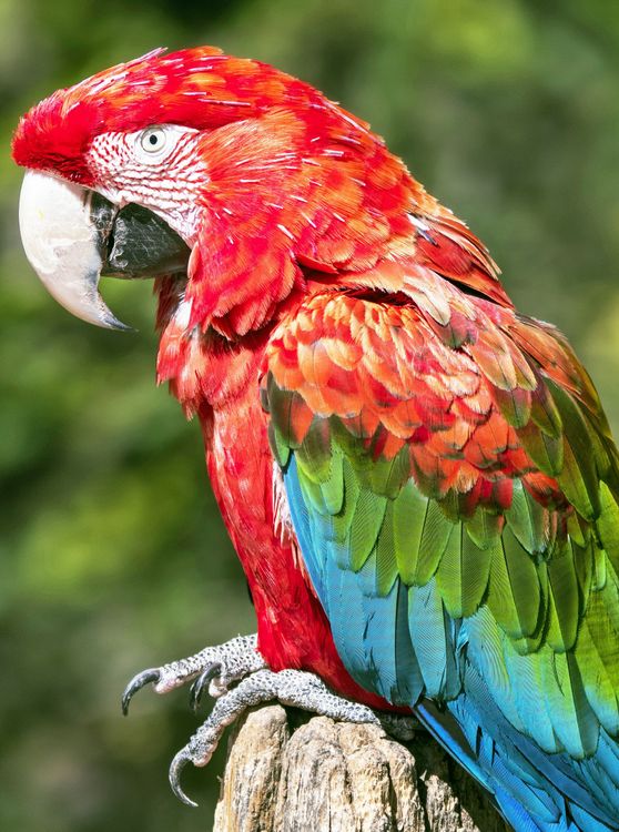 Produktbild: CALVENDO Puzzle Farbenfrohe Papageien: Gr&uuml;nfl&uuml;gel-Ara. | 2000 Teile Lege-Gr&ouml;&szlig;e 90x67cm Foto-Puzzle f&uuml;r gl&uuml;ckliche Stunden