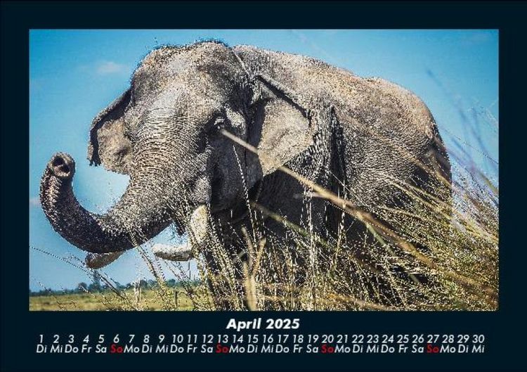 Produktbild: Tierkalender 2025 Fotokalender DIN A5