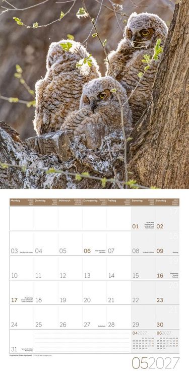 Produktbild: Eulen Kalender 2027 - 30x30 - Art12