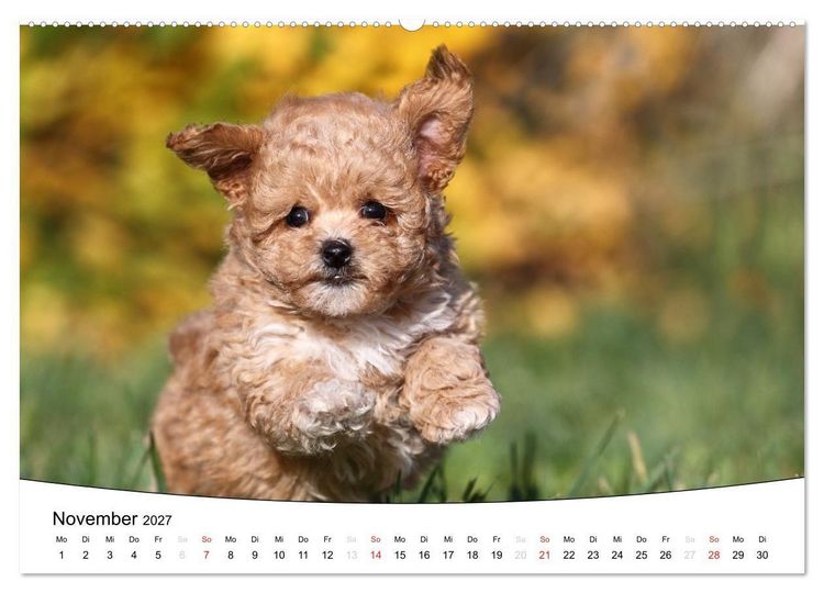 Produktbild: Welpen - Puppies (Wandkalender 2027 DIN A2 quer), CALVENDO Monatskalender