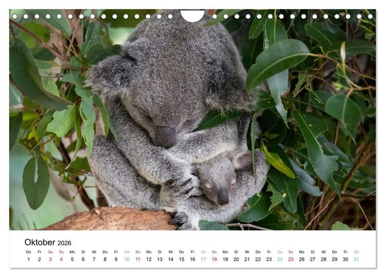 Produktbild: Australiens wunderbare Tiere (Wandkalender 2026 DIN A4 quer), CALVENDO Monatskalender