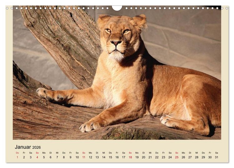 Produktbild: L&ouml;wen im Tierpark Hagenbeck (Wandkalender 2026 DIN A3 quer), CALVENDO Monatskalender
