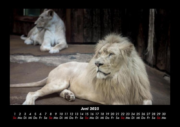 Produktbild: L&ouml;wen in der Wildnis 2025 Fotokalender DIN A3